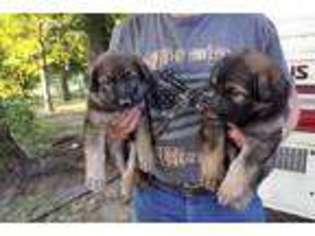 German Shepherd Dog Puppy for sale in Honey Grove, TX, USA
