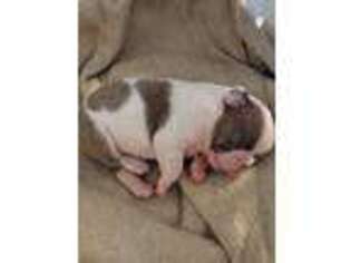 Olde English Bulldogge Puppy for sale in Glassboro, NJ, USA