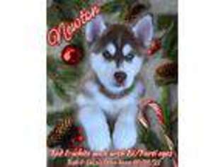 Siberian Husky Puppy for sale in Fresno, CA, USA