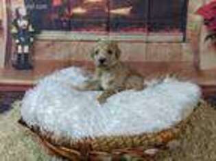Mutt Puppy for sale in Whiteford, MD, USA
