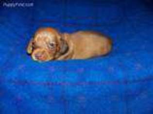 Dachshund Puppy for sale in Blachly, OR, USA