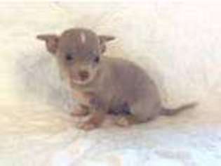 Chihuahua Puppy for sale in Crossville, TN, USA