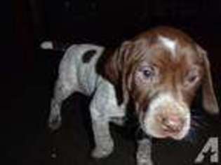 German Shorthaired Pointer Puppy for sale in EVERETT, WA, USA