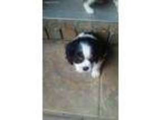 Cavalier King Charles Spaniel Puppy for sale in Heber Springs, AR, USA