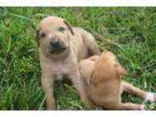 Rhodesian Ridgeback Puppy for sale in PLEASANT GARDEN, NC, USA