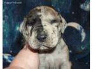 Great Dane Puppy for sale in Meansville, GA, USA