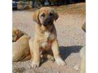Anatolian Shepherd Puppy for sale in Yellville, AR, USA