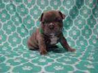 French Bulldog Puppy for sale in Floresville, TX, USA