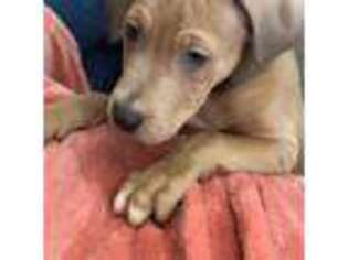 Mutt Puppy for sale in Etters, PA, USA