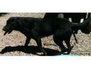 Labrador Retriever Puppy for sale in Chanute, KS, USA