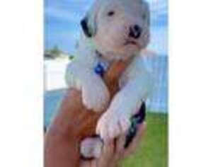 Old English Sheepdog Puppy for sale in Cape Coral, FL, USA