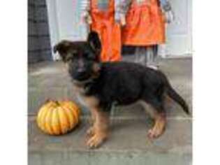 German Shepherd Dog Puppy for sale in Ronan, MT, USA