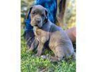 Great Dane Puppy for sale in Yreka, CA, USA