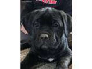 Cane Corso Puppy for sale in Warrensburg, MO, USA
