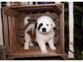 Saint Bernard Puppy for sale in Salem, OH, USA