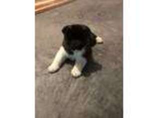 Akita Puppy for sale in Troy, MO, USA
