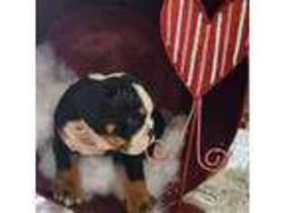 Bulldog Puppy for sale in Payson, UT, USA