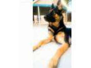 German Shepherd Dog Puppy for sale in Rialto, CA, USA