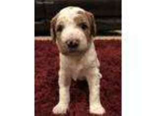 Labradoodle Puppy for sale in Greenville, TX, USA