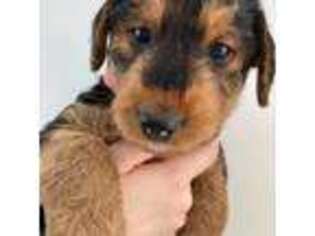 Airedale Terrier Puppy for sale in Bardstown, KY, USA