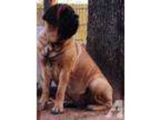 Mastiff Puppy for sale in PAULS VALLEY, OK, USA