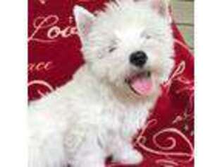 West Highland White Terrier Puppy for sale in Pilot Mountain, NC, USA