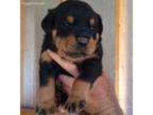 Rottweiler Puppy for sale in Sand Springs, OK, USA
