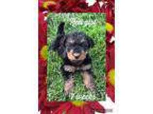 Airedale Terrier Puppy for sale in Shelocta, PA, USA