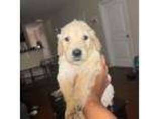 Goldendoodle Puppy for sale in Savannah, GA, USA