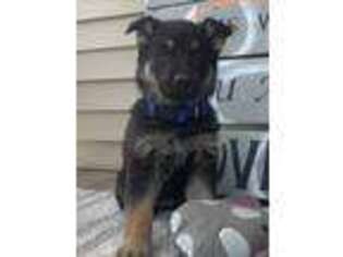 German Shepherd Dog Puppy for sale in Loysville, PA, USA