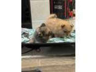 Pomeranian Puppy for sale in Irving, TX, USA