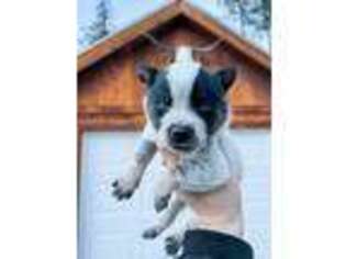 Australian Cattle Dog Puppy for sale in Kalispell, MT, USA
