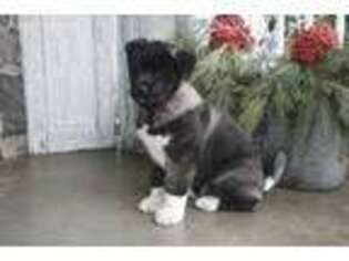 Akita Puppy for sale in Leola, PA, USA