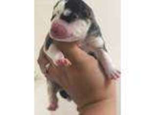 Siberian Husky Puppy for sale in Aurora, IL, USA