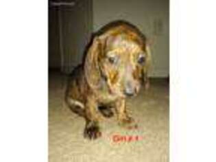 Dachshund Puppy for sale in Virginia Beach, VA, USA