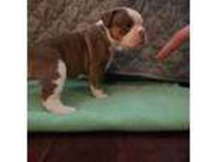 Olde English Bulldogge Puppy for sale in Erie, PA, USA