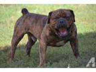 Olde English Bulldogge Puppy for sale in PORT MATILDA, PA, USA