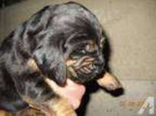Mutt Puppy for sale in DANA, IN, USA