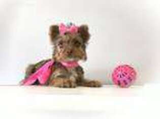 Yorkshire Terrier Puppy for sale in Orem, UT, USA