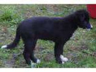 Border Collie Puppy for sale in Everson, WA, USA