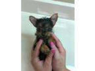 Yorkshire Terrier Puppy for sale in Terrell, TX, USA