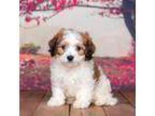 Cavachon Puppy for sale in Edon, OH, USA