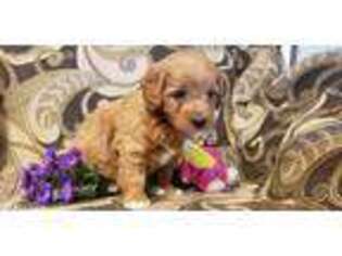 Goldendoodle Puppy for sale in Owen, WI, USA