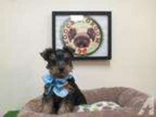 Yorkshire Terrier Puppy for sale in BEVERLY HILLS, CA, USA