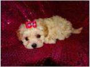 Mutt Puppy for sale in Skegness, Lincolnshire (England), United Kingdom