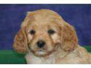 Cavapoo Puppy for sale in Leola, PA, USA