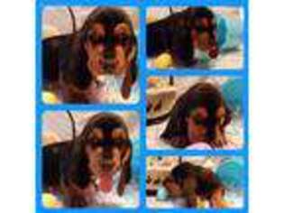 Basset Hound Puppy for sale in Wheaton, MO, USA