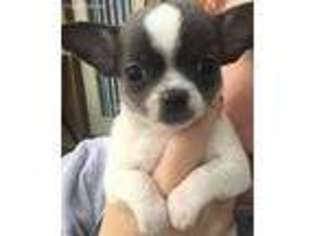 Chihuahua Puppy for sale in Port Hueneme, CA, USA