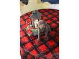 Labrador Retriever Puppy for sale in Irvington, KY, USA
