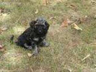 Labradoodle Puppy for sale in Flippin, AR, USA